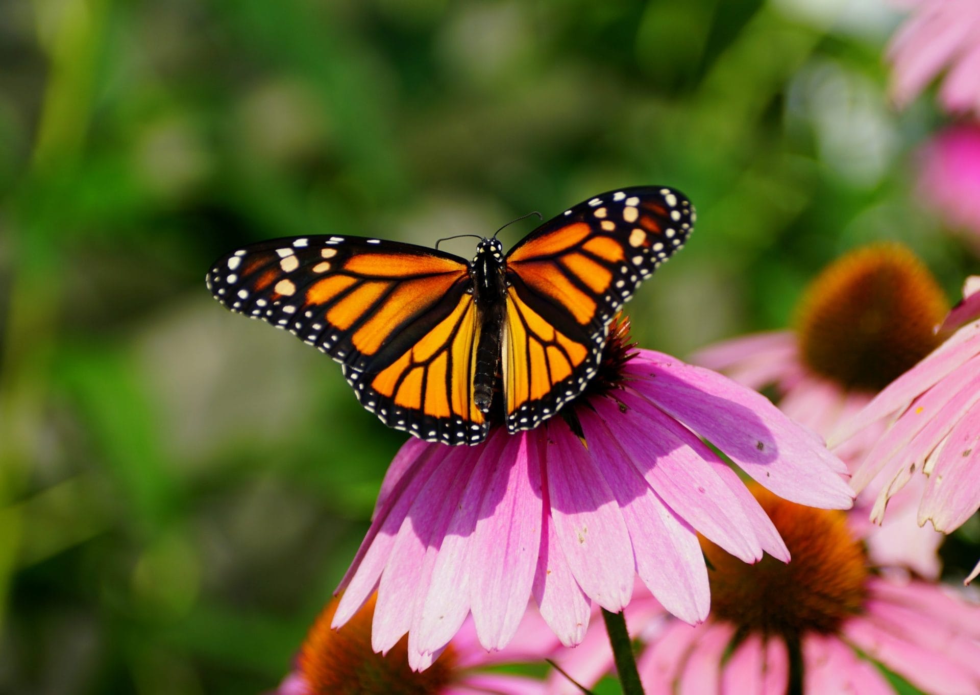 monarch butterfly