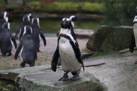 single penguin facing the camera