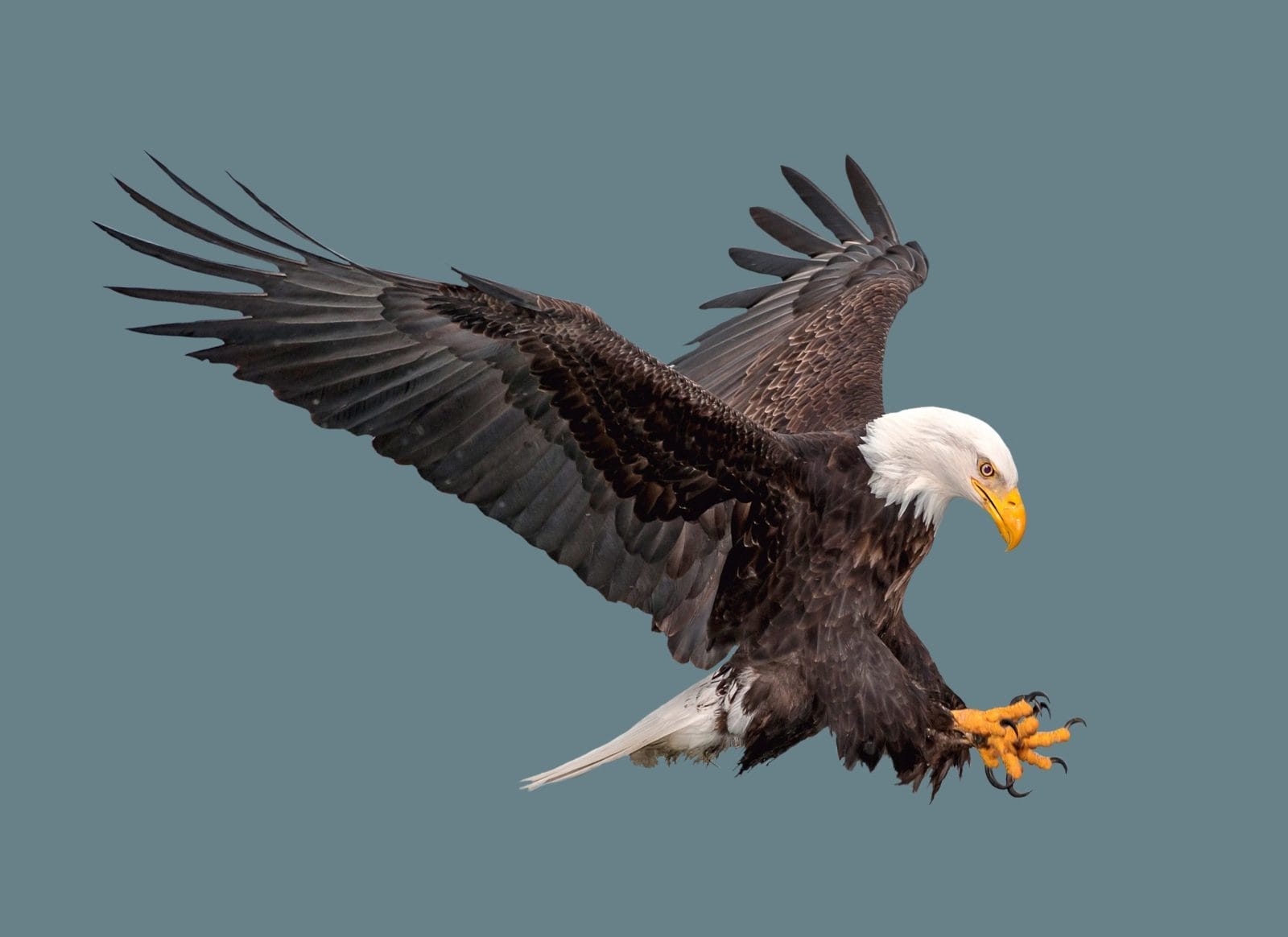 Bald eagle flying