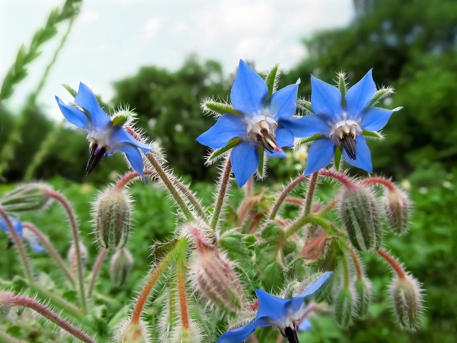Flowering blue borage plant