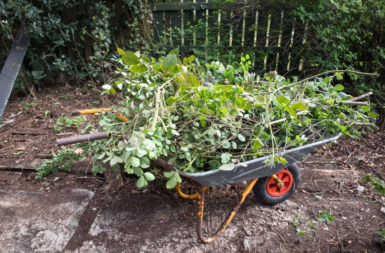 Branches in wheelbarrow