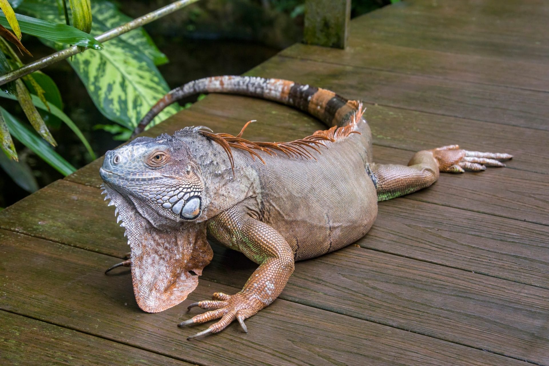 Iguana