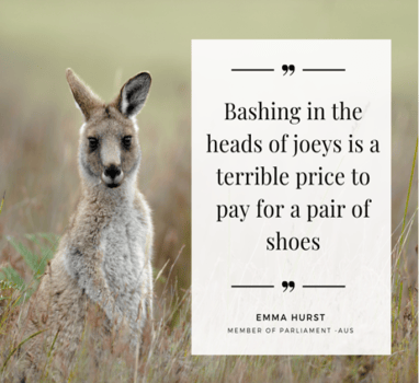 Kangaroo in wild