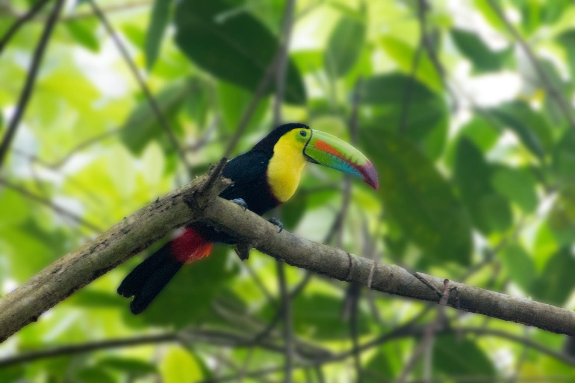 Panama Rainforest