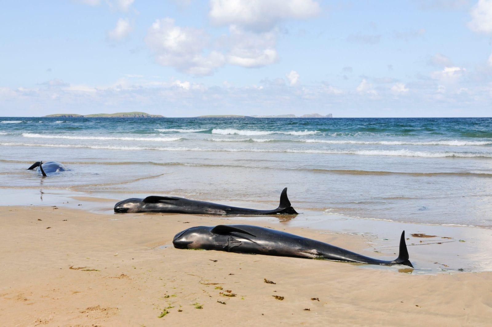 two whales stranded on the beach