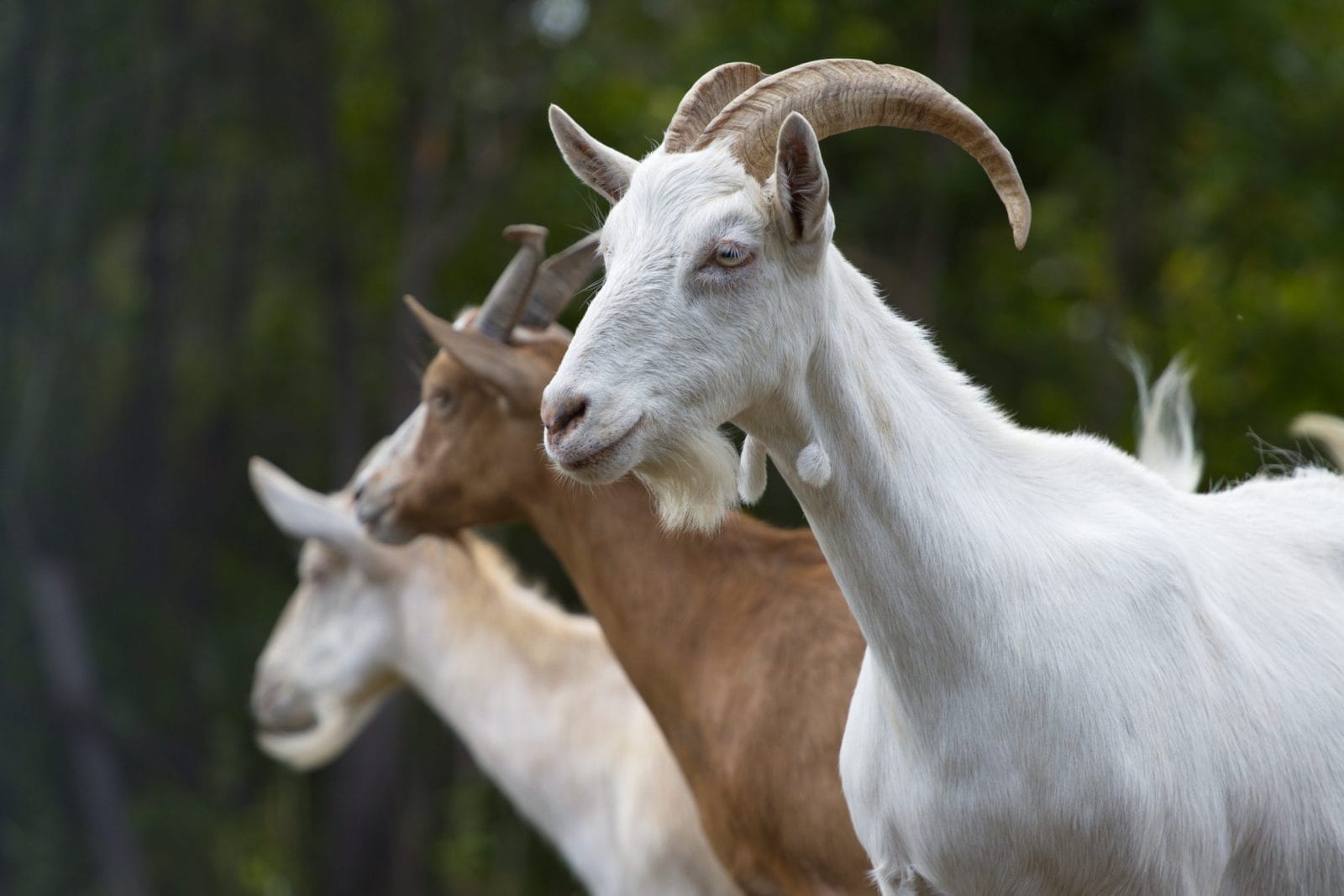 Three goats in nature