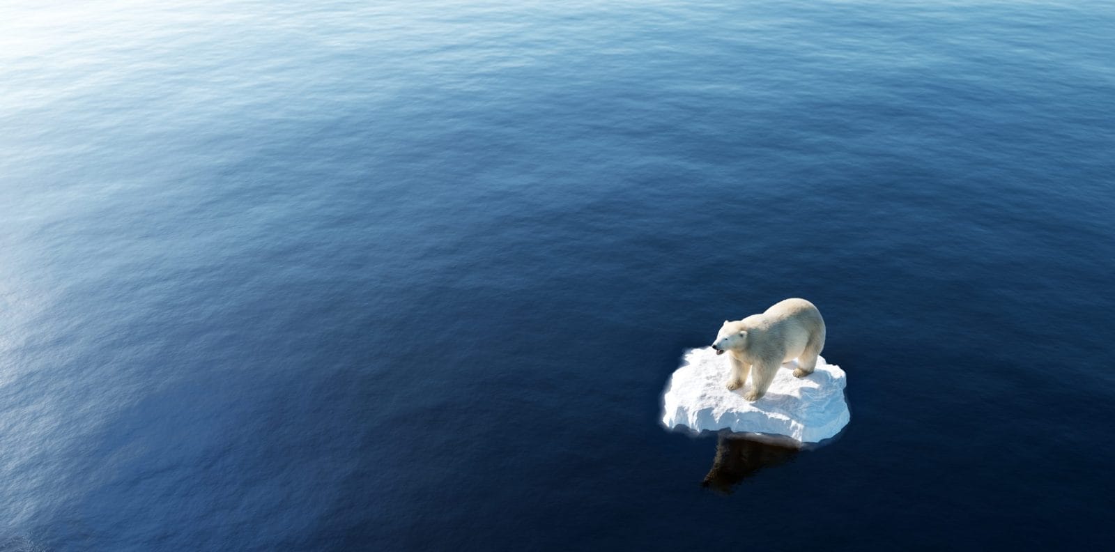 Polar bear stranded on one single piece of ice left