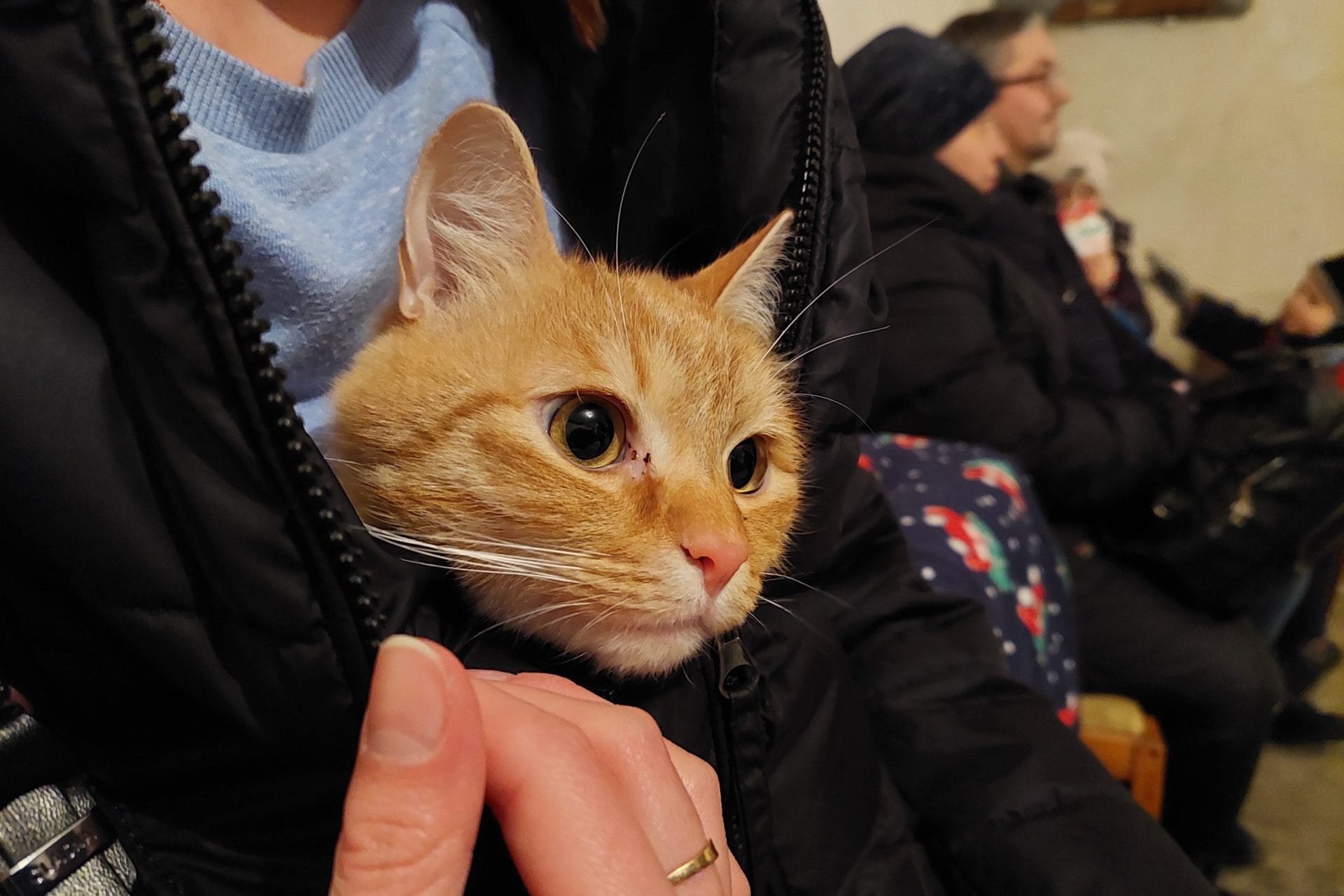 Cat in someone's coat