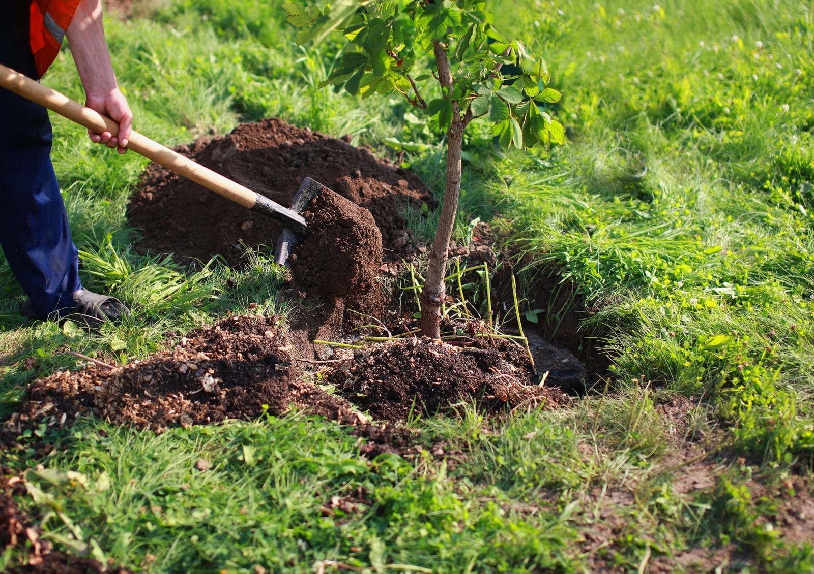 Man planting tree in ground