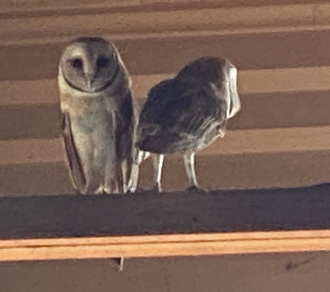 two owls perched together on wooden beam