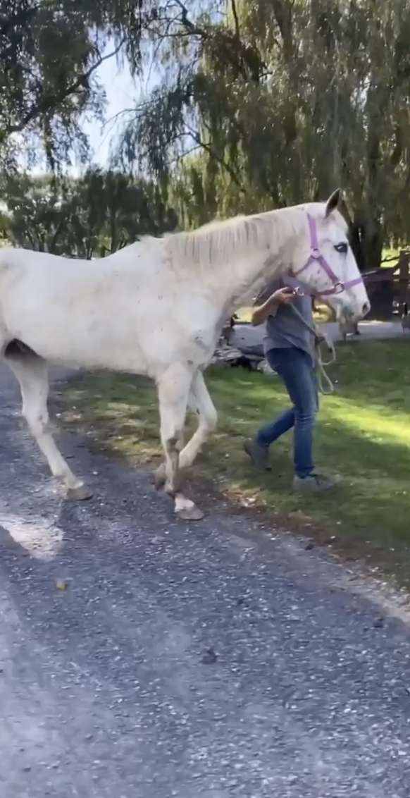 Buddy the horse being led around by a woman