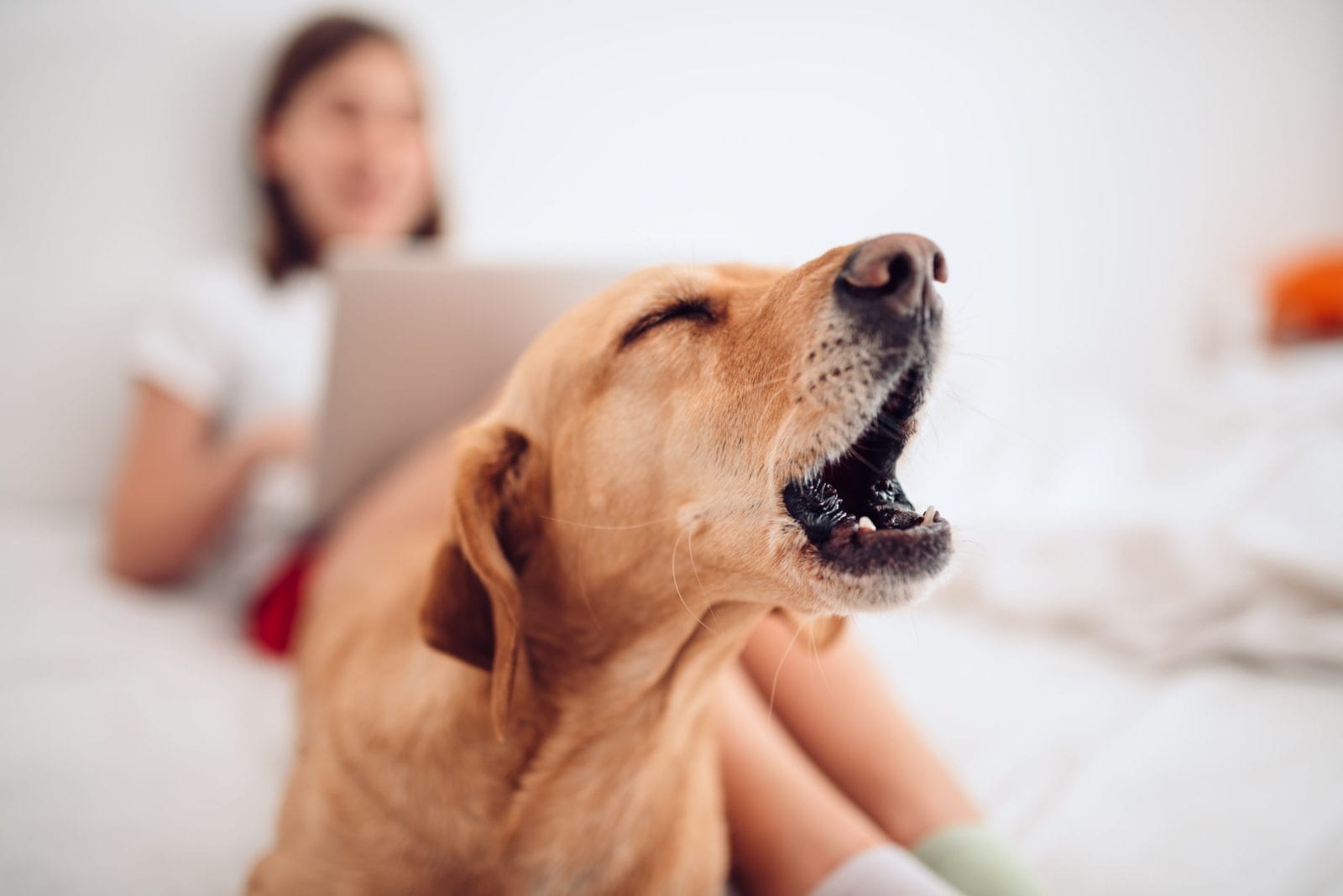 Dog barking with a woman behind him on the computer