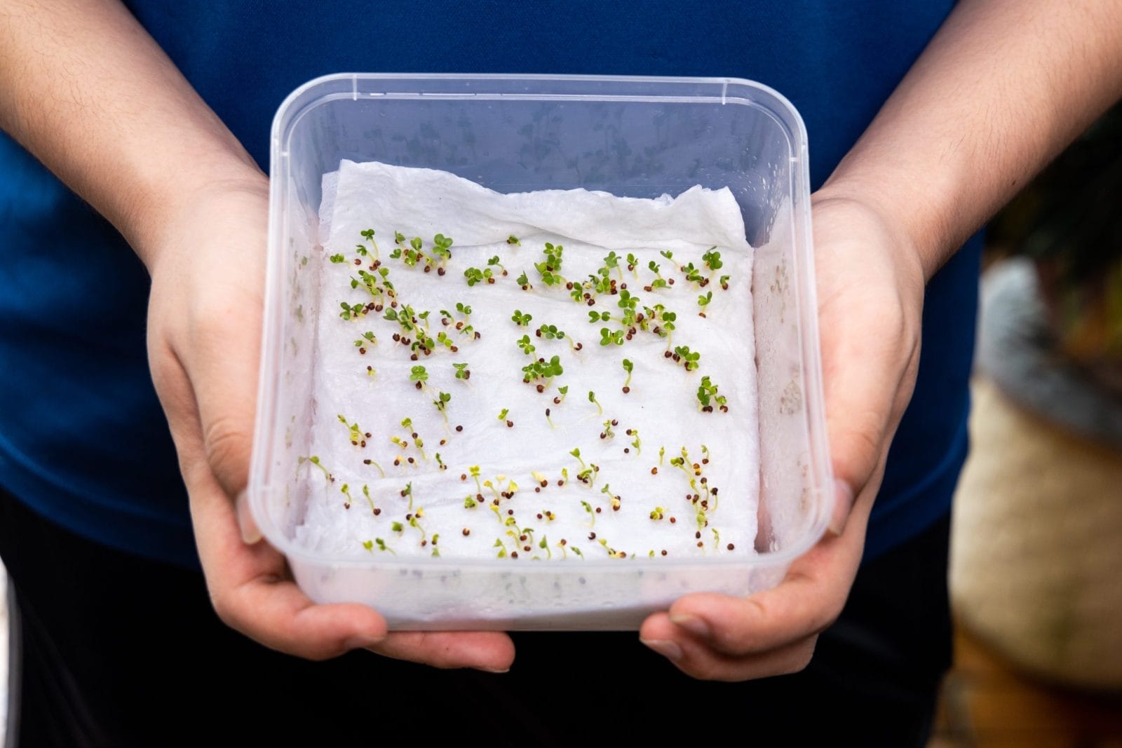 Person showing germinated seeds on paper towel