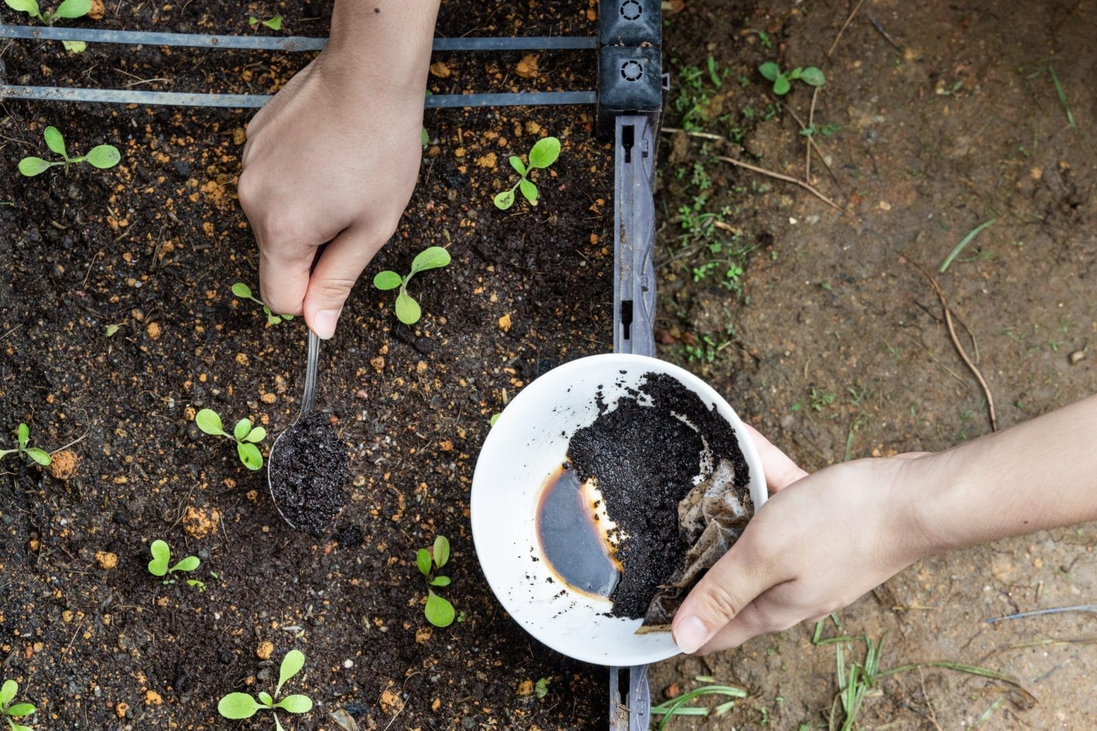 Coffee grounds being added to a garden
