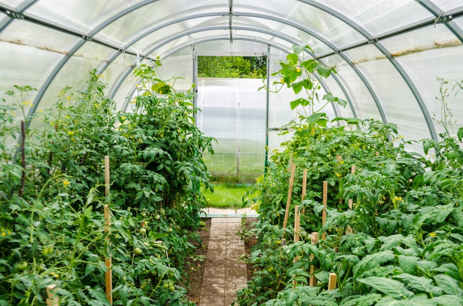 Inside of a greenhouse filled with lots of green plants