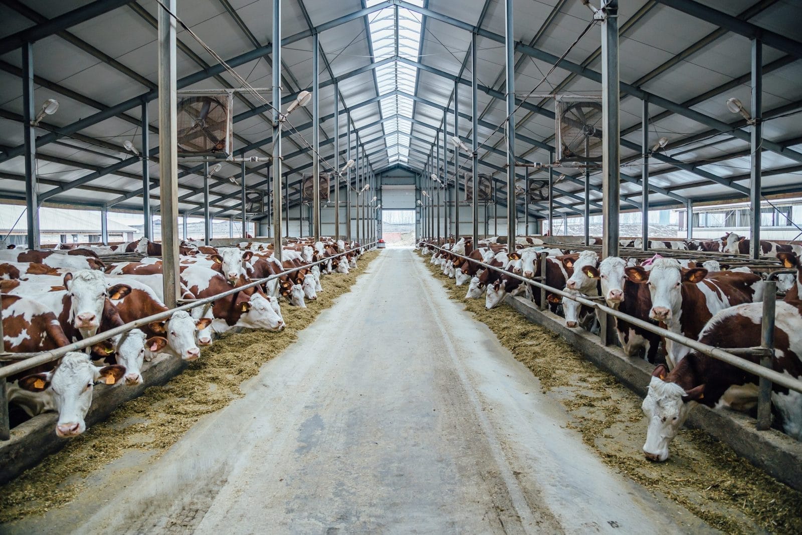 Cattle farm with cows stuffed together tightly