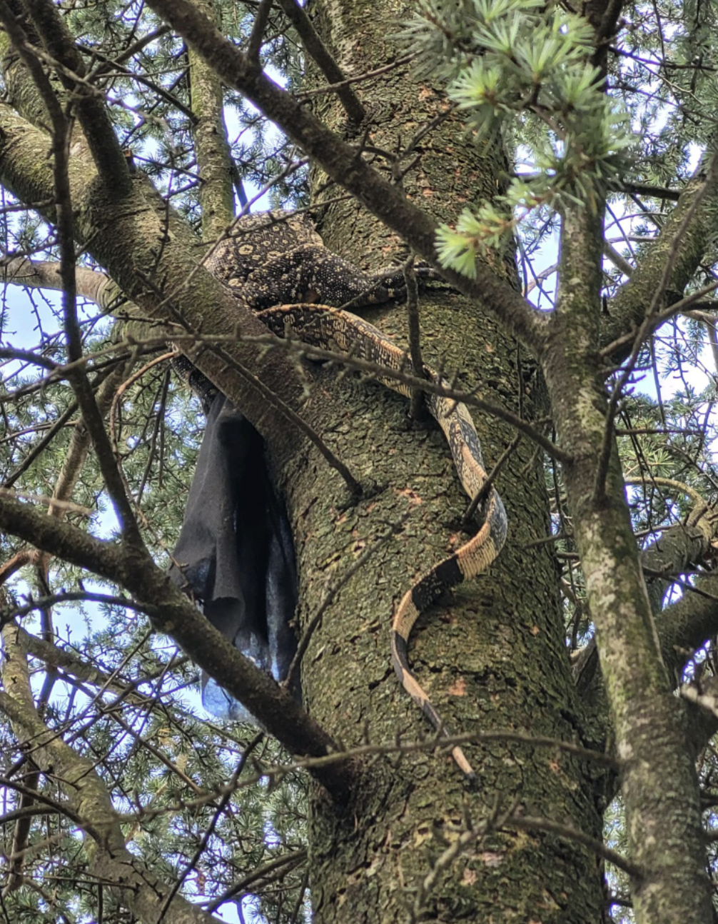 Lizard in tree