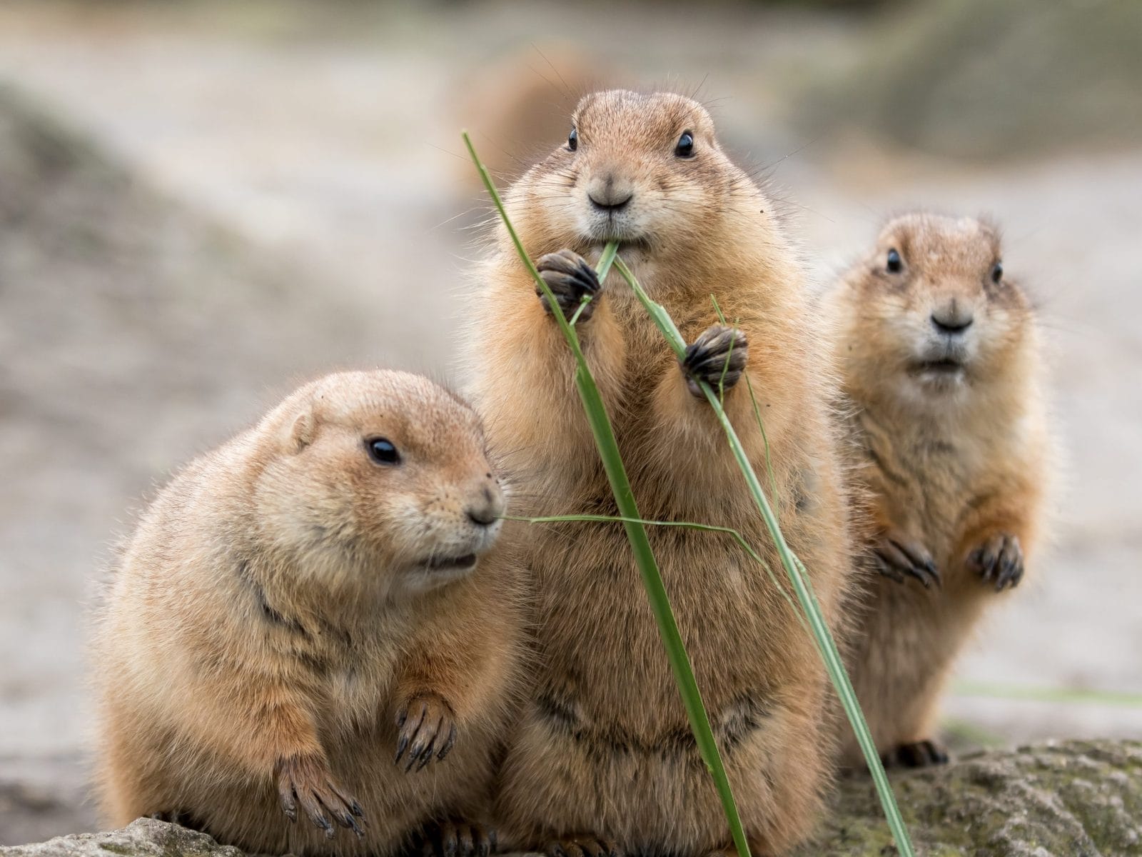 Blacktailed prairie dogs eating grass