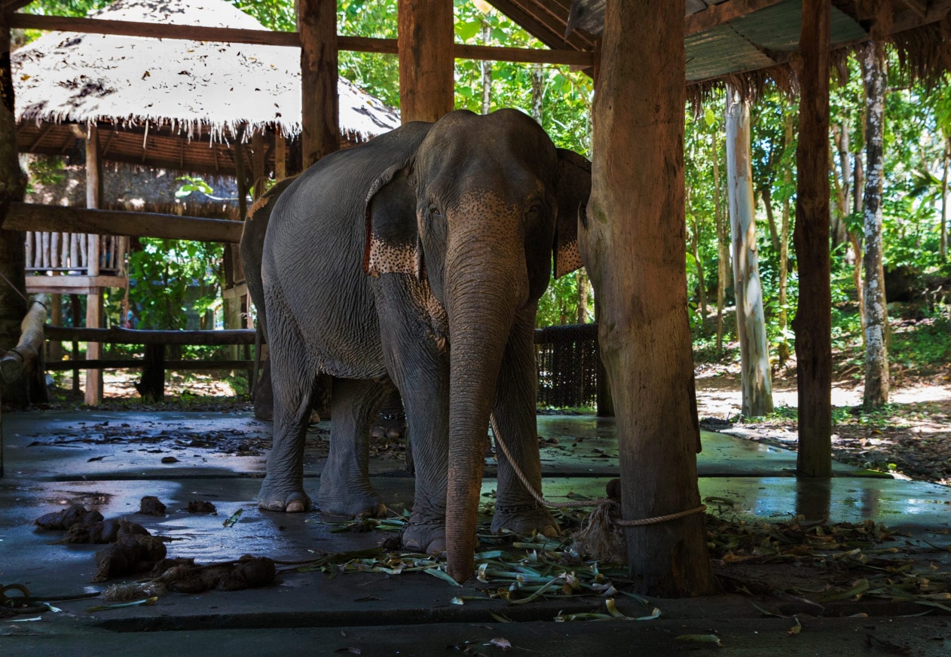 Elephant