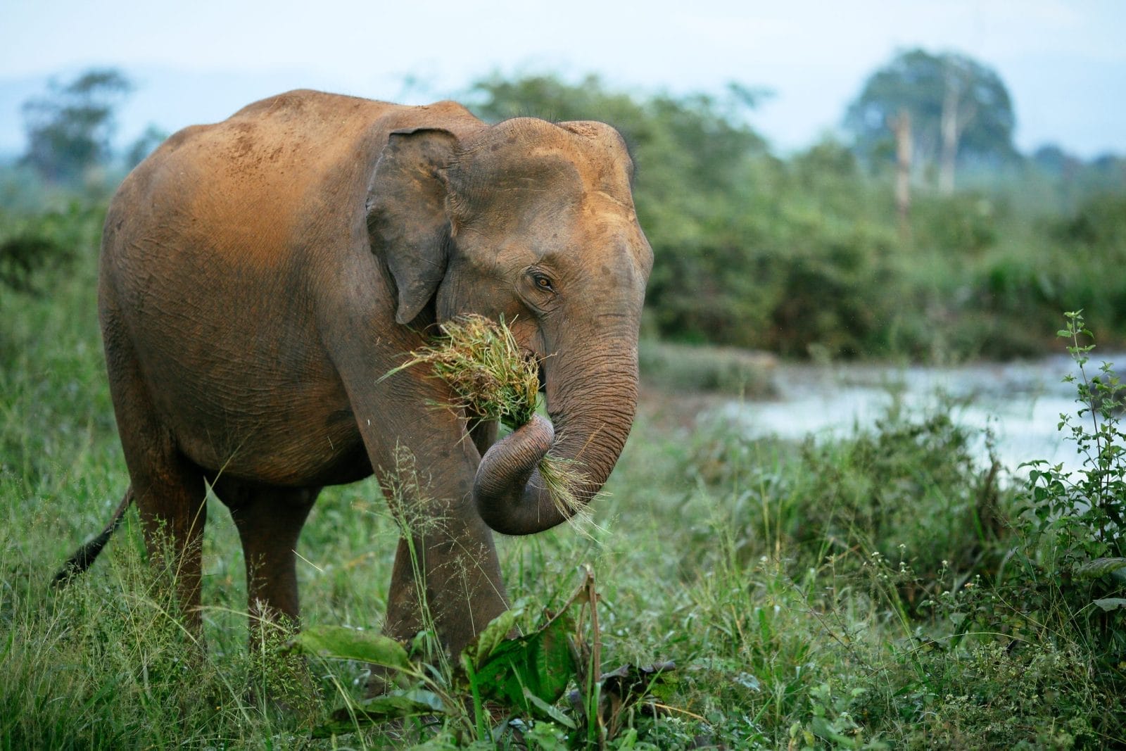 Elephant eating