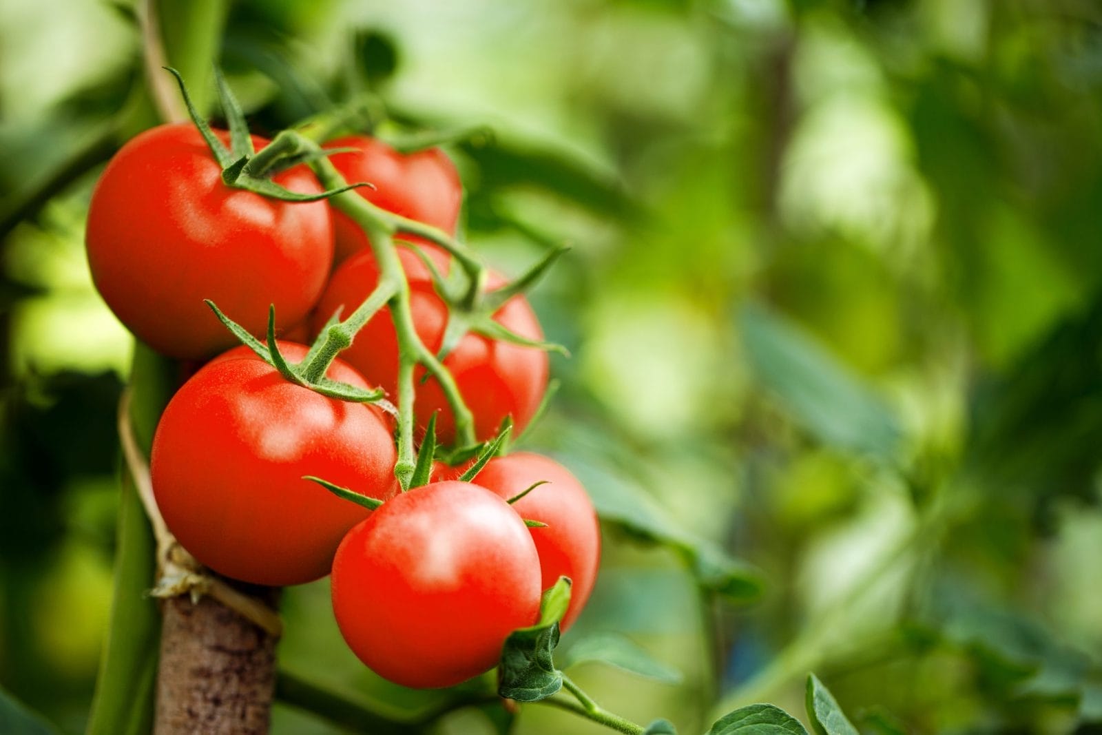 Tomato plant with fruit ready