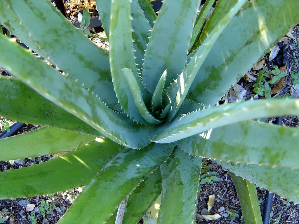 Aloe Vera plant