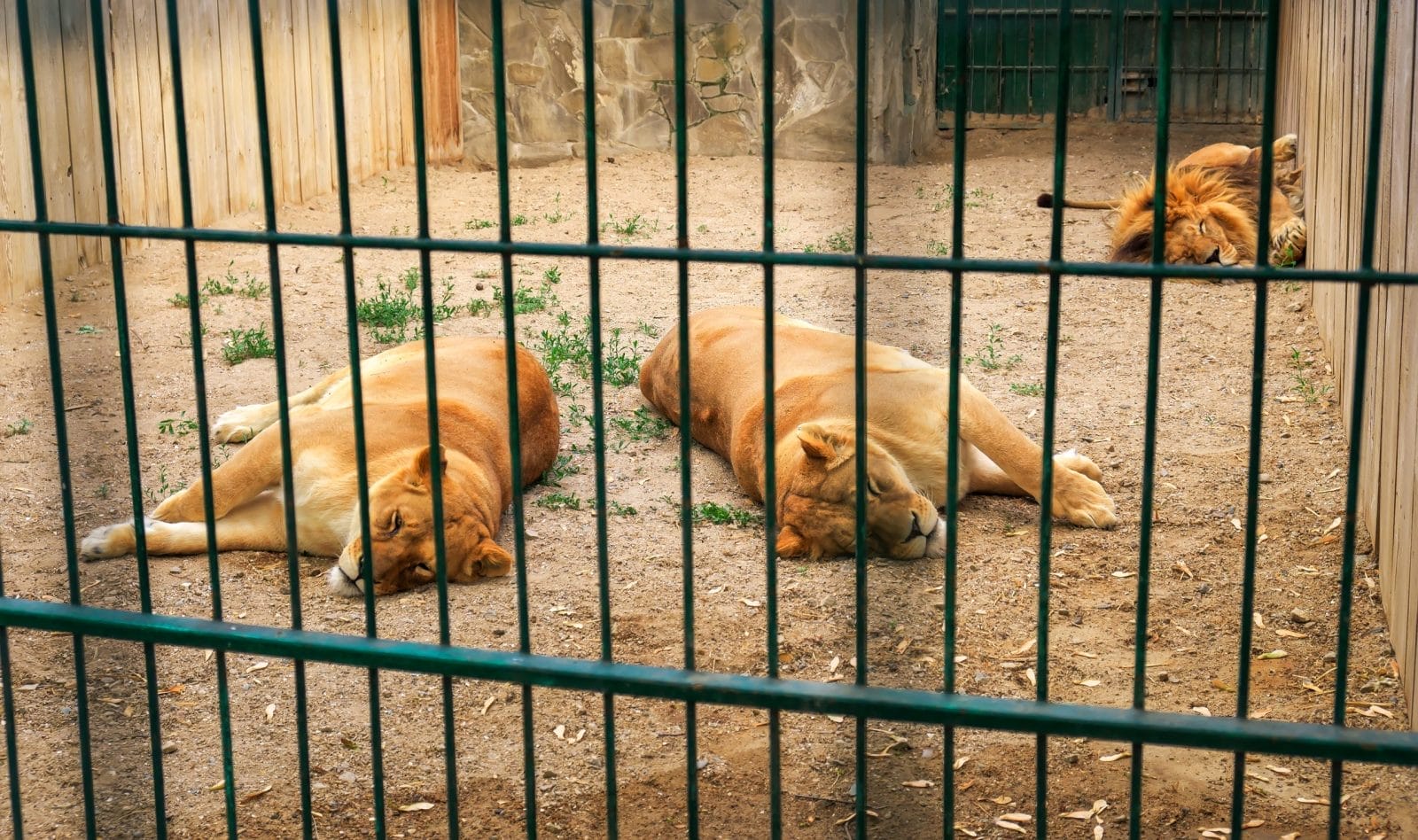 Two lionesses sleeping in a cage