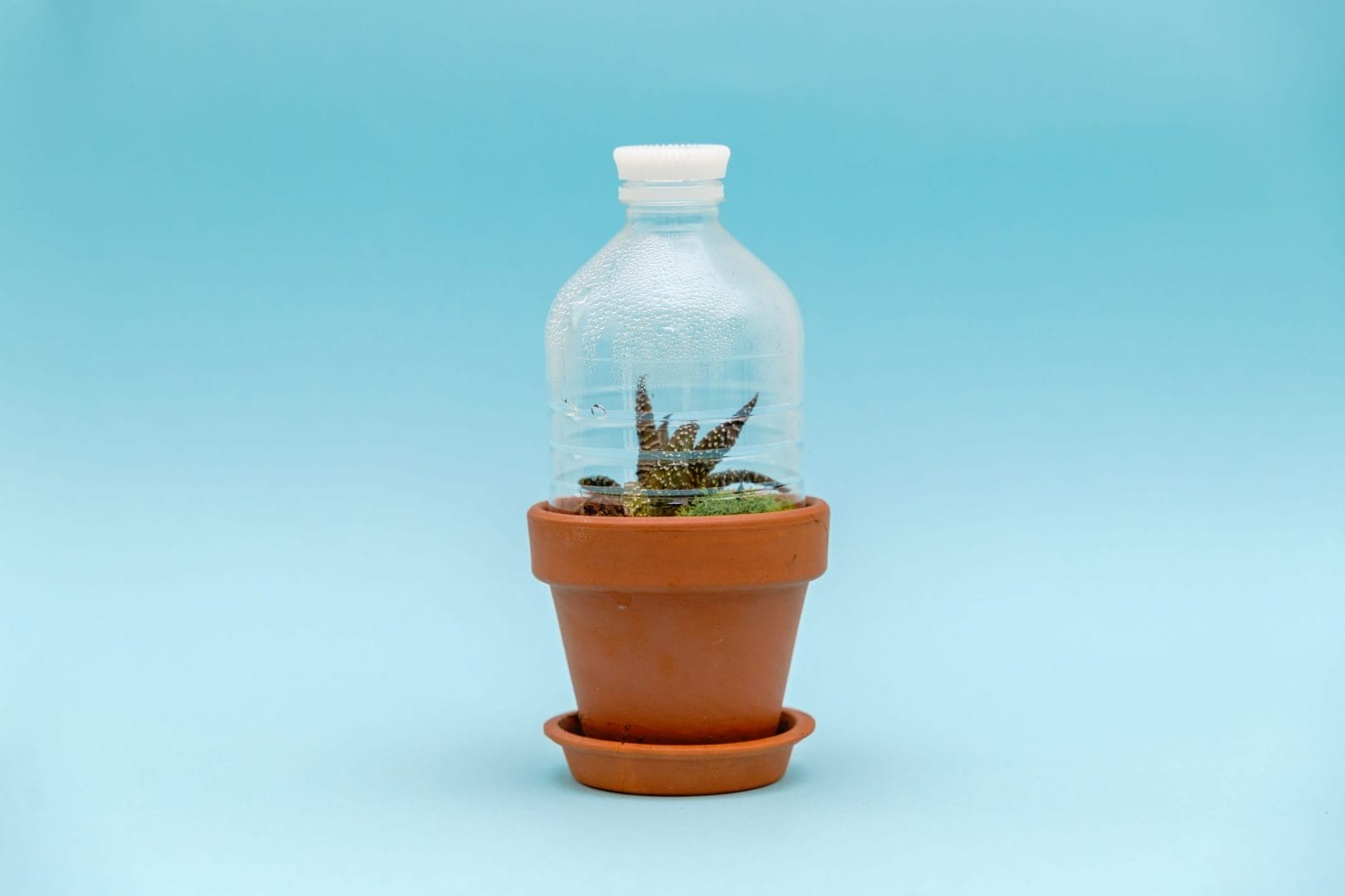 Half of a plastic water bottle covering potted plant