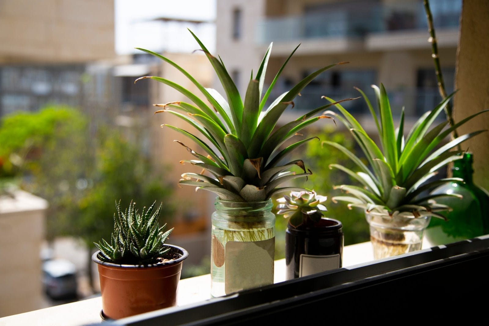Pineapple growing on windowsill
