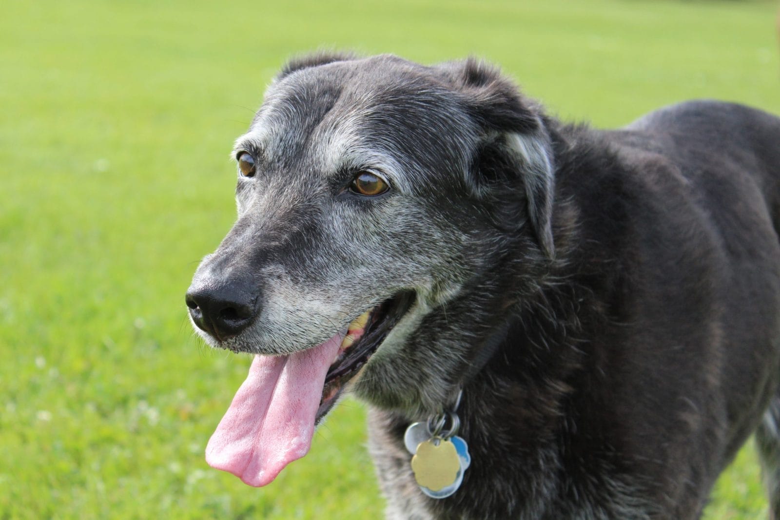 Senior dog on grass