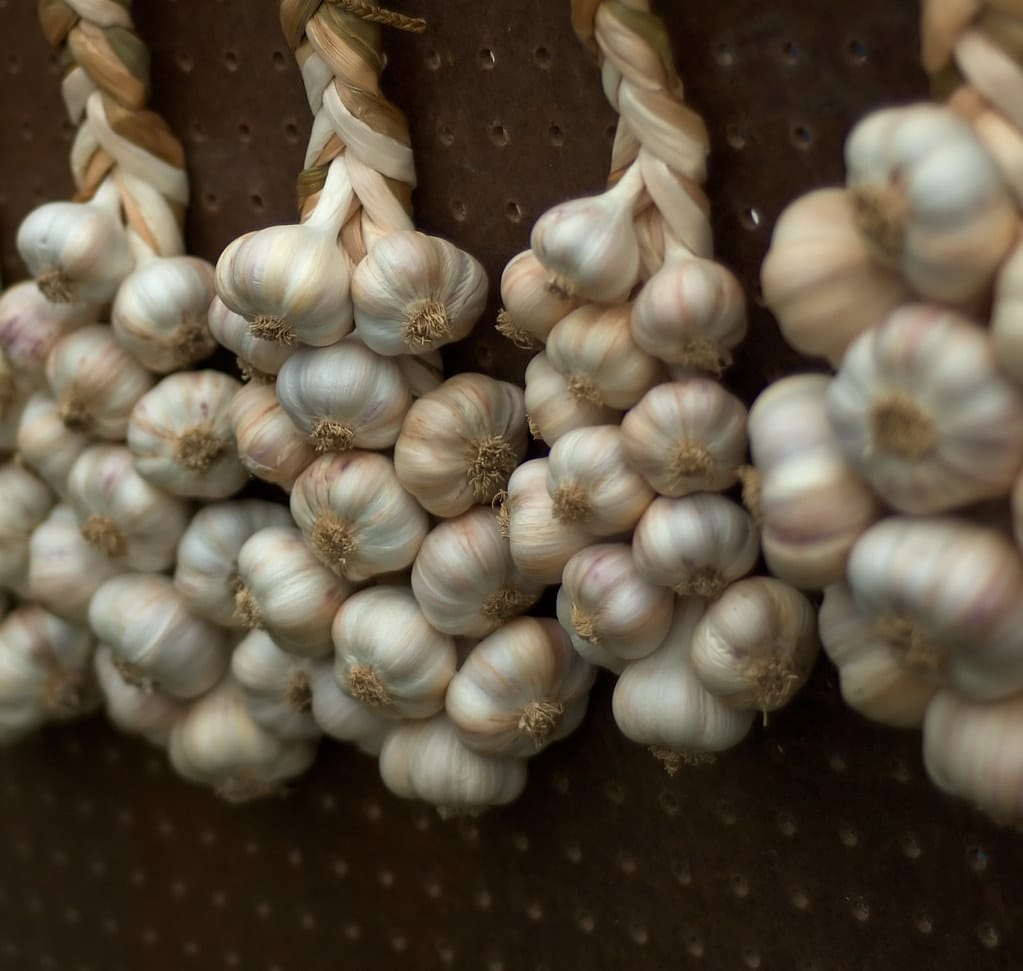 Braided Garlic bulbs hanging up