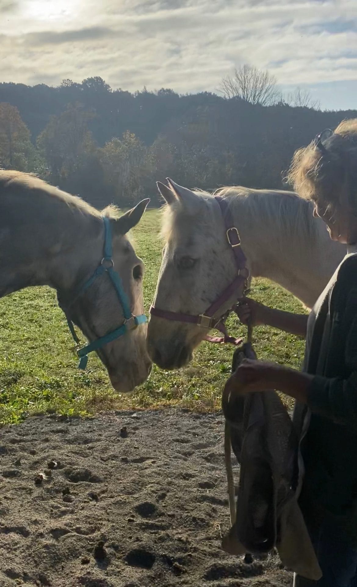 Two horses and woman