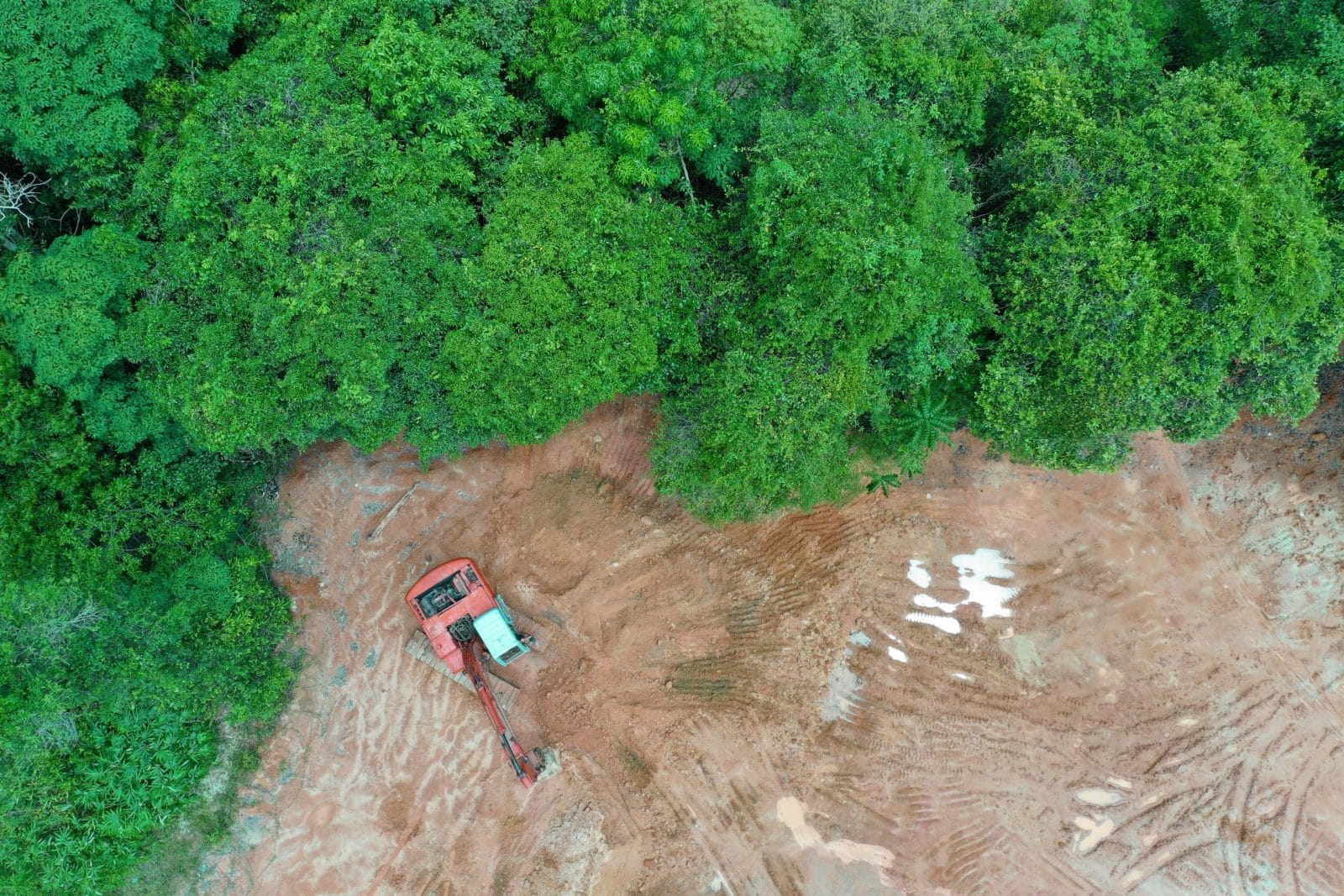 Logging deforestation