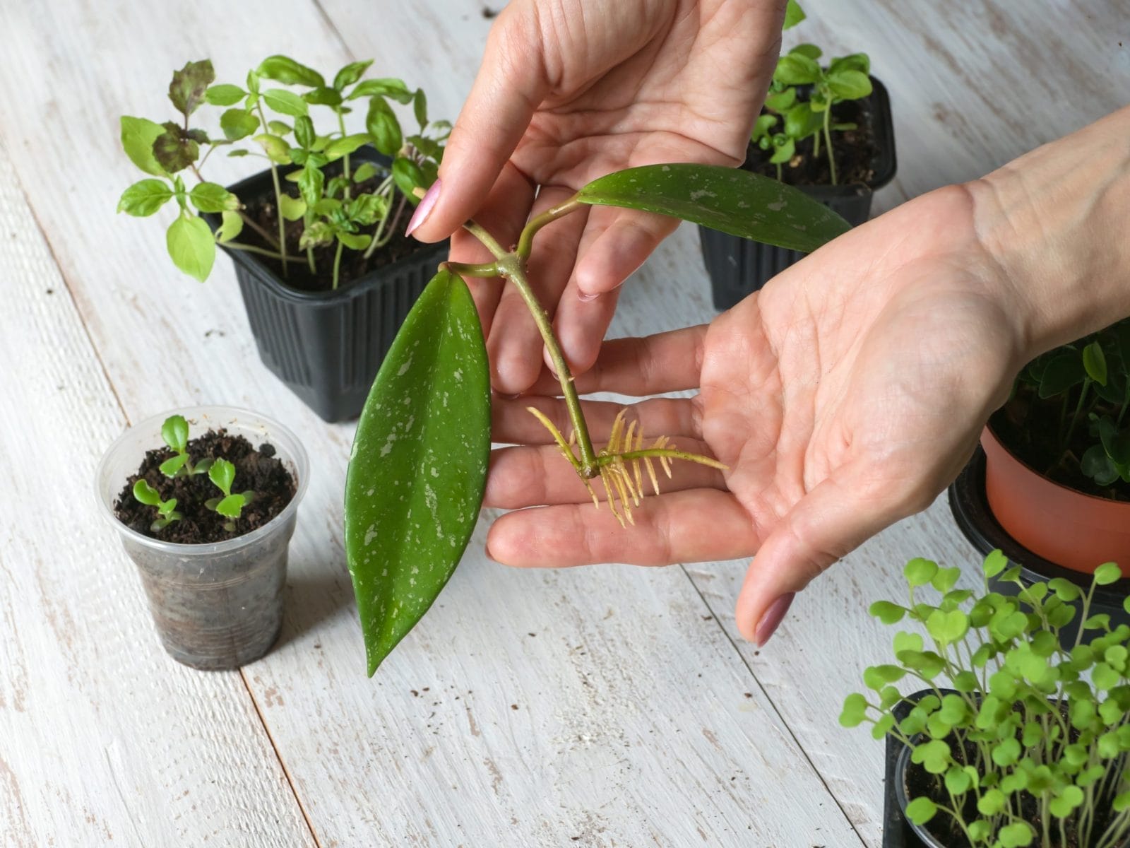 Rooted cuttings planted