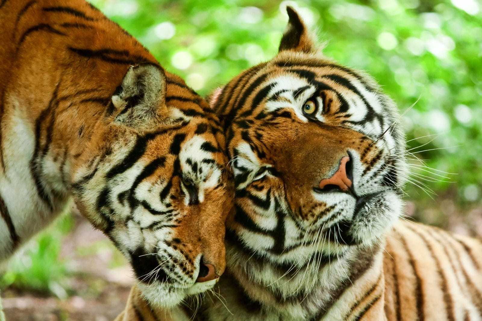 two female tigers rubbing heads