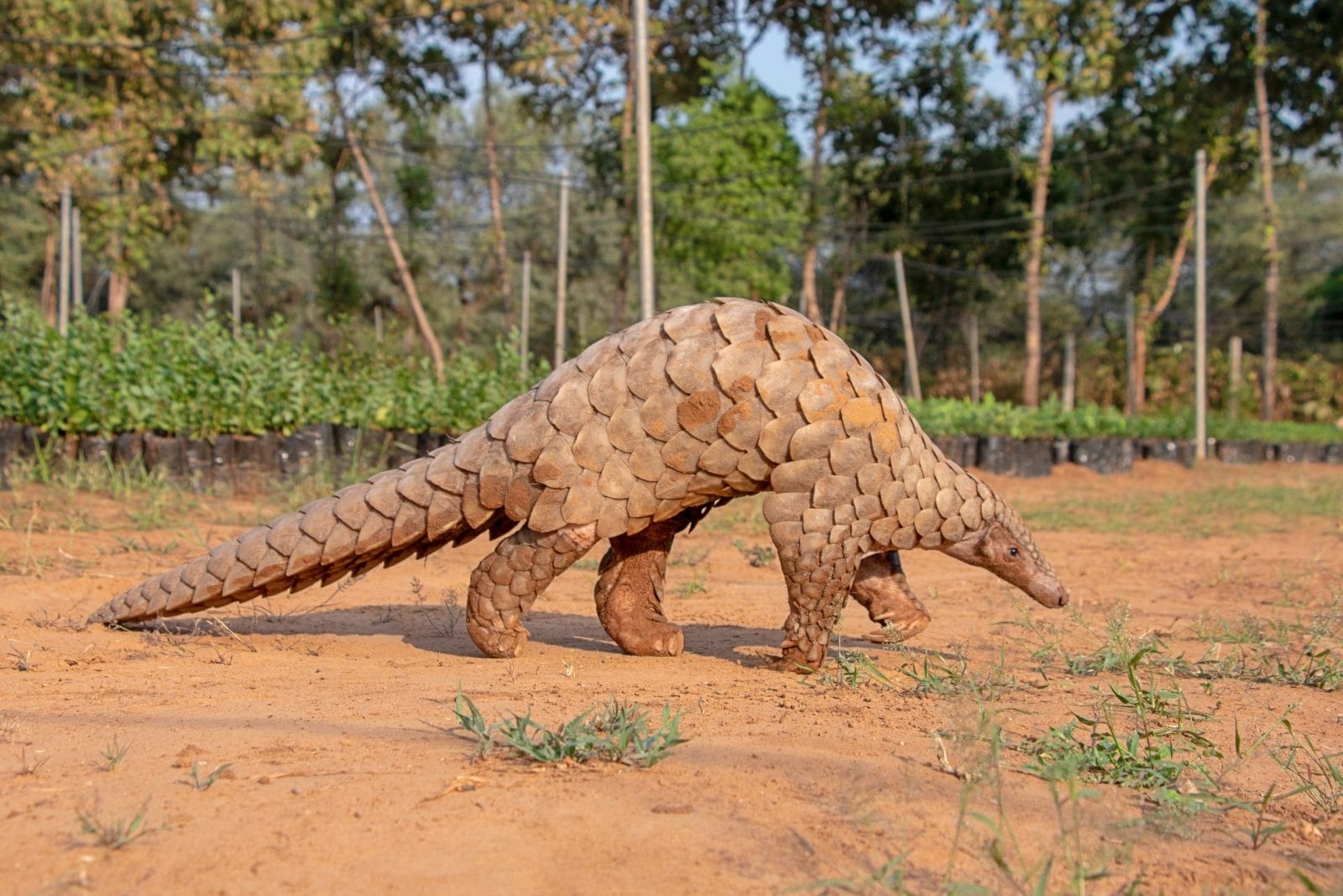 Indian Pangolin walking