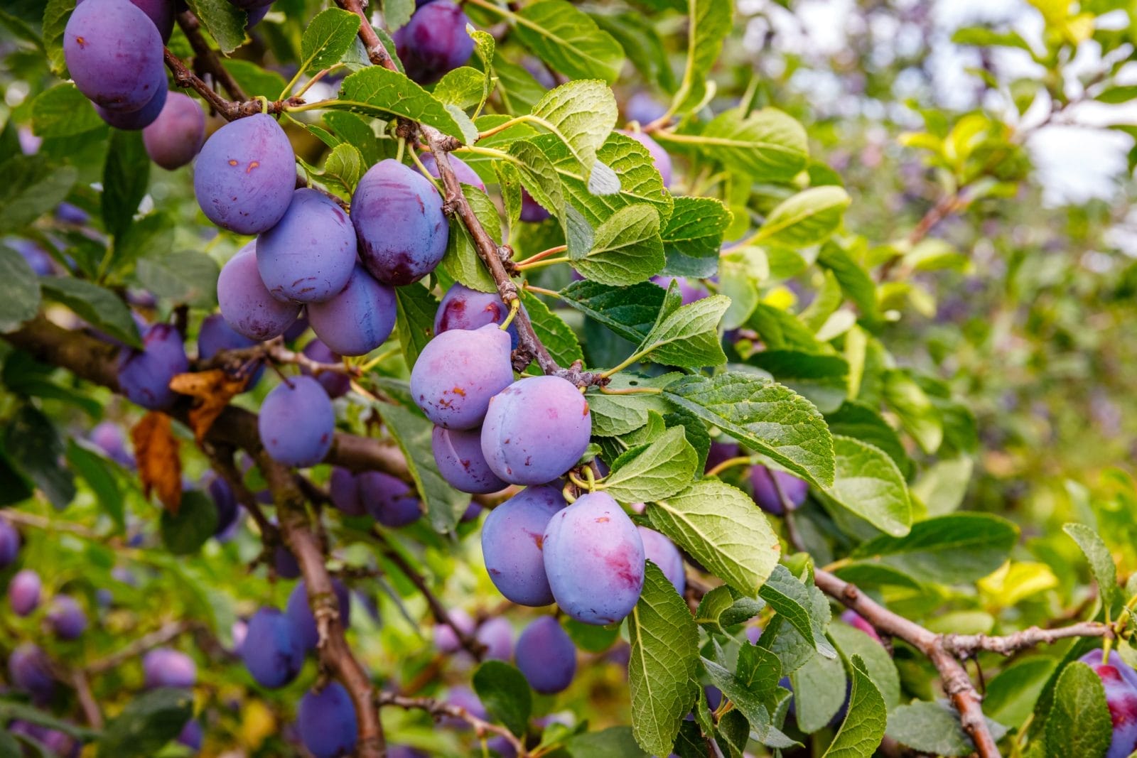 plum tree with ripe plums