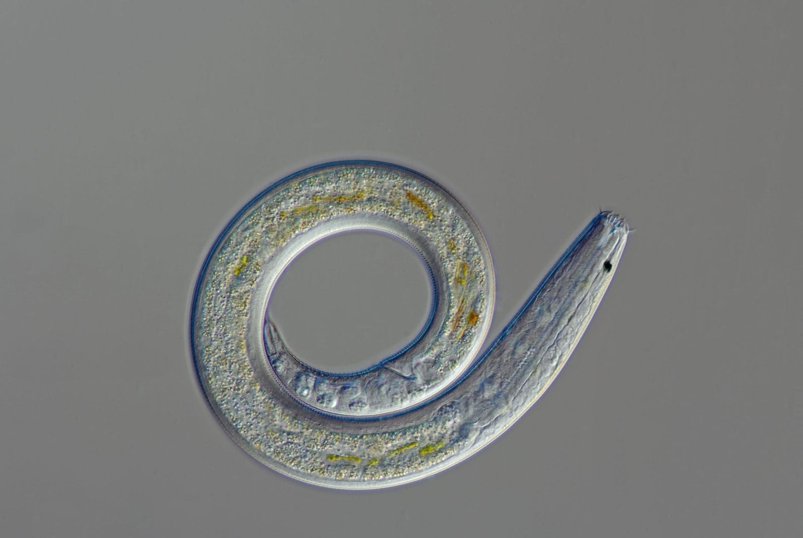 A living Nematode