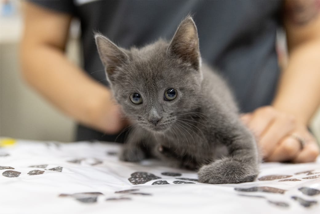 A young kitten laying on a table