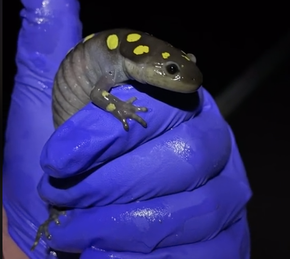 Someone with blue gloves holding a salamander