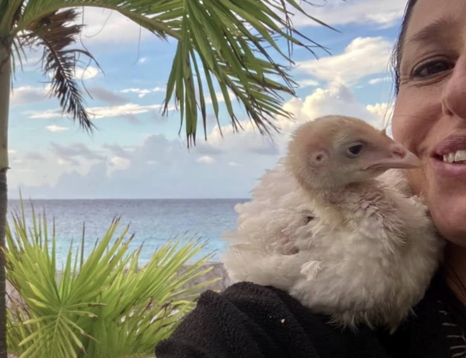 Baby chick sitting on woman's shoulder