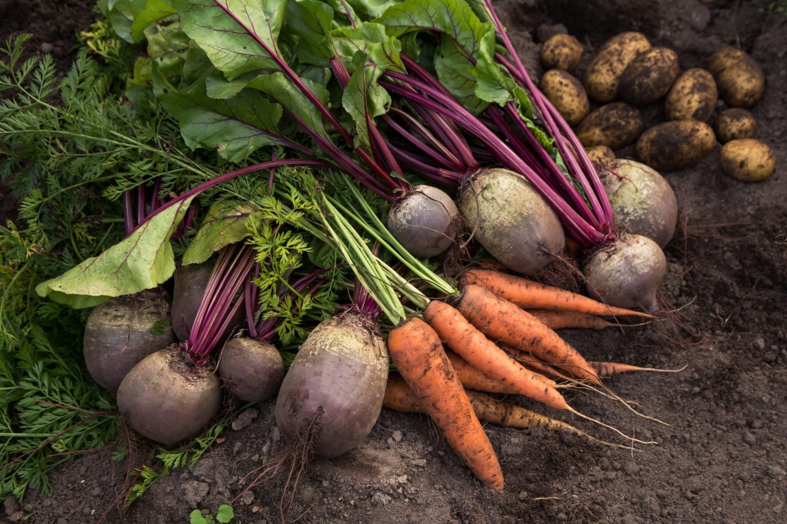 Pile of freshly picked root vegetables