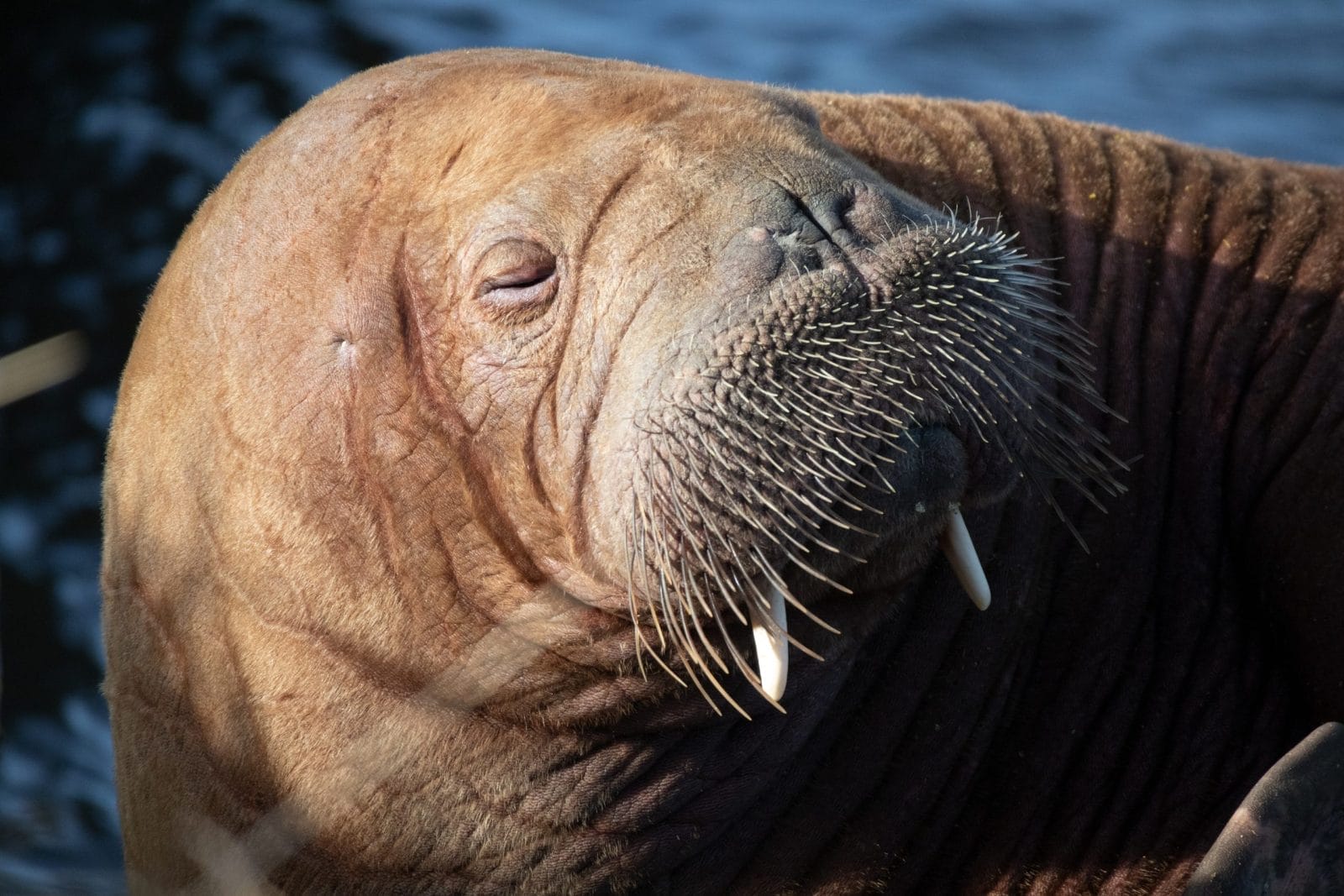 Freya the walrus
