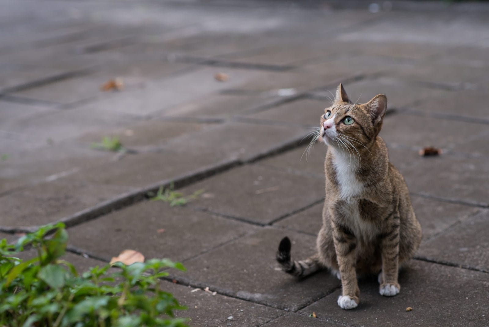 Stray cat on the street looking up