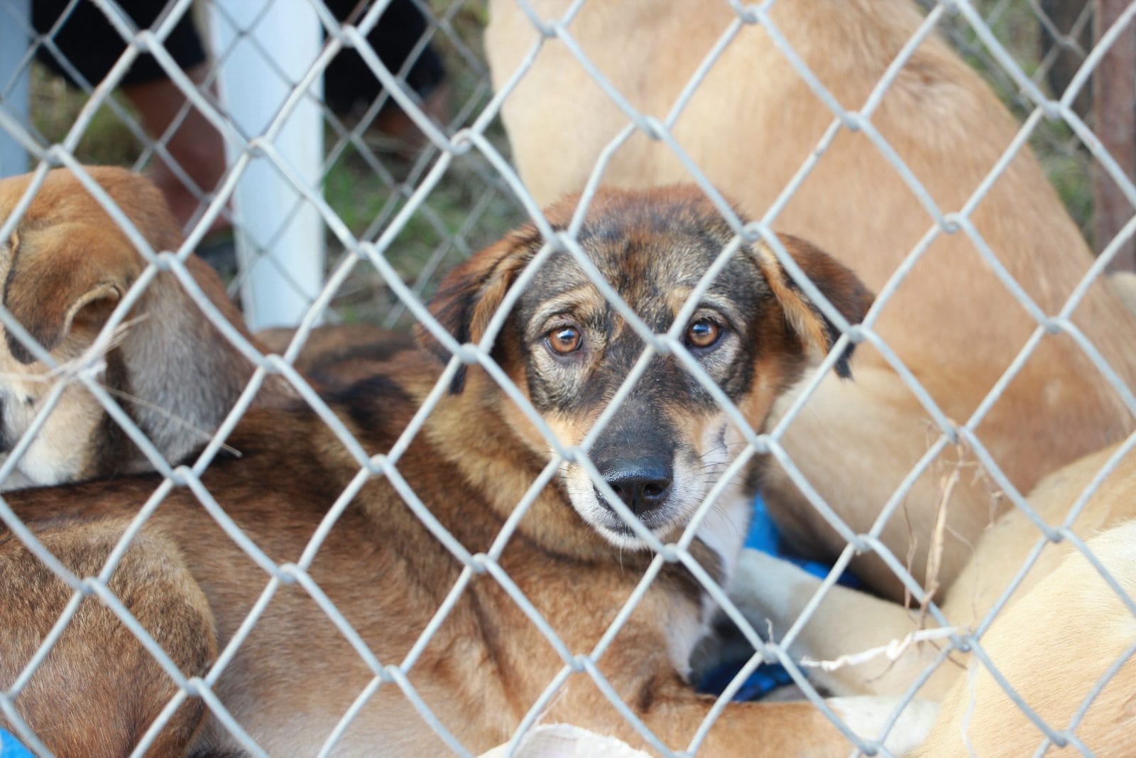 Brown dog laying in a cage with other dogs