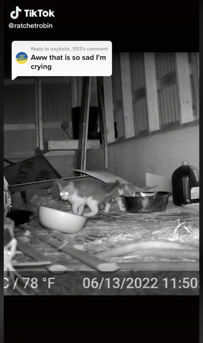 Night camera kitten and mother in an abandoned barn