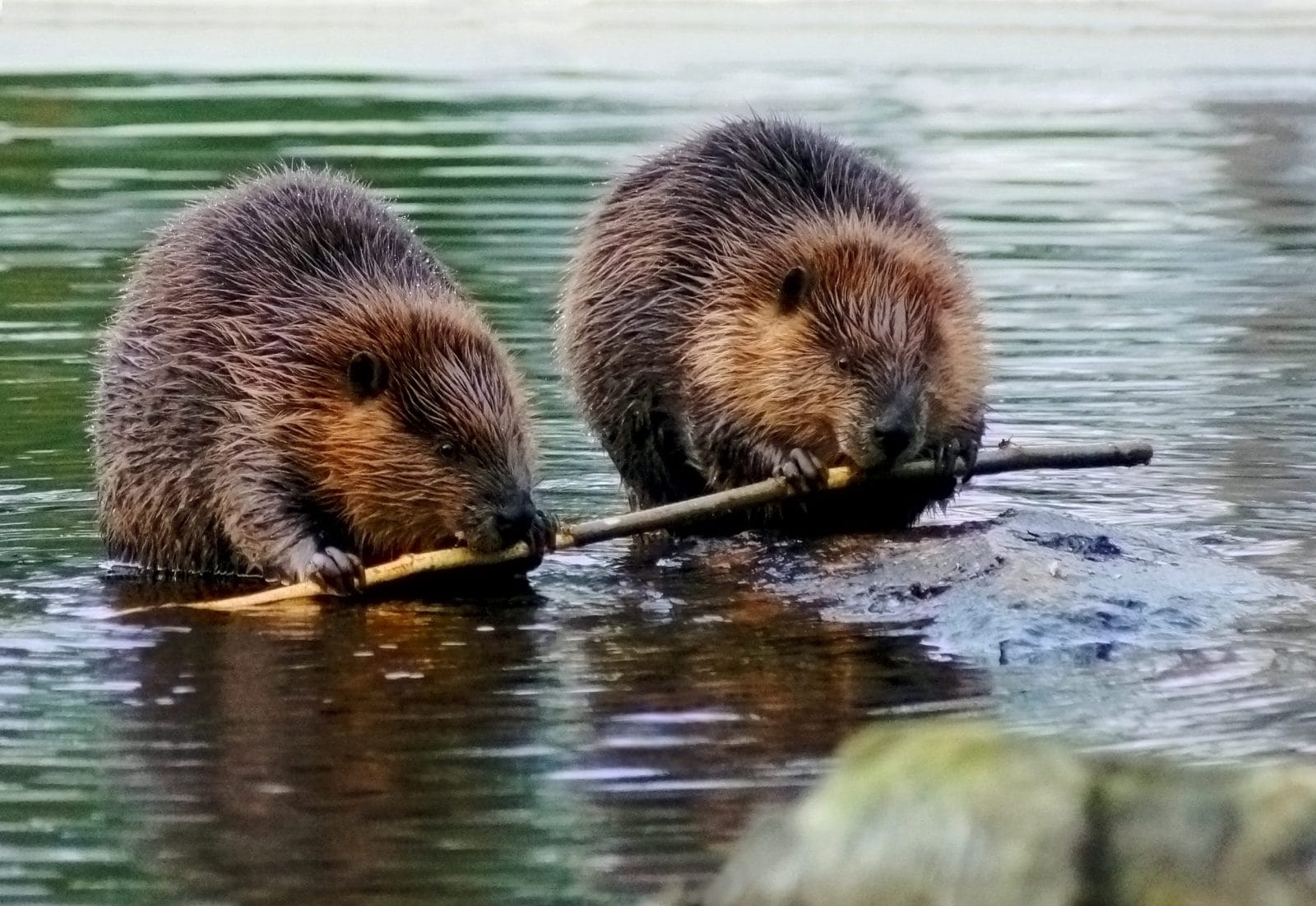 Beavers chewing on a stick
