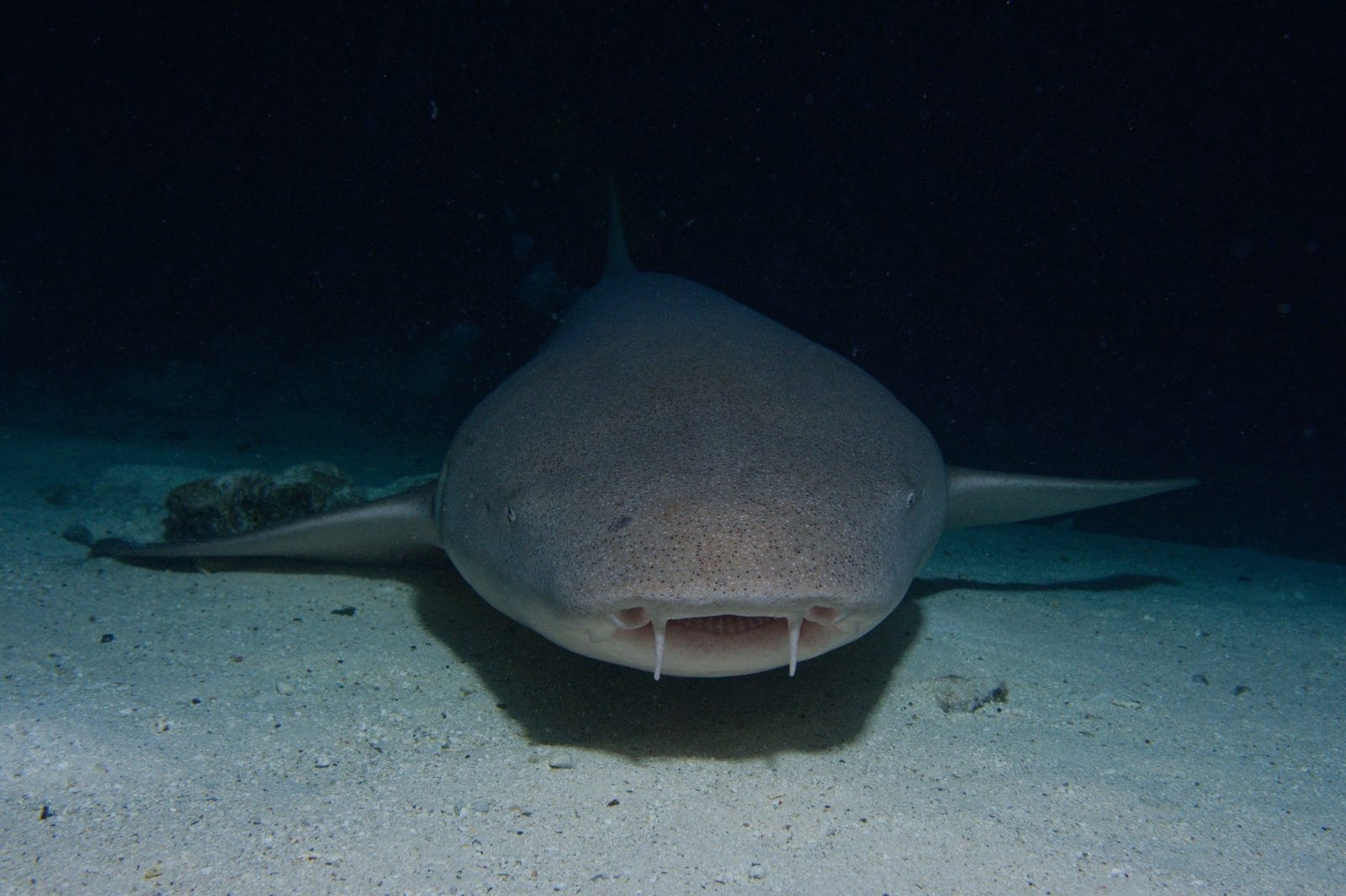 Shark sleeping on the bottom of the sea floor