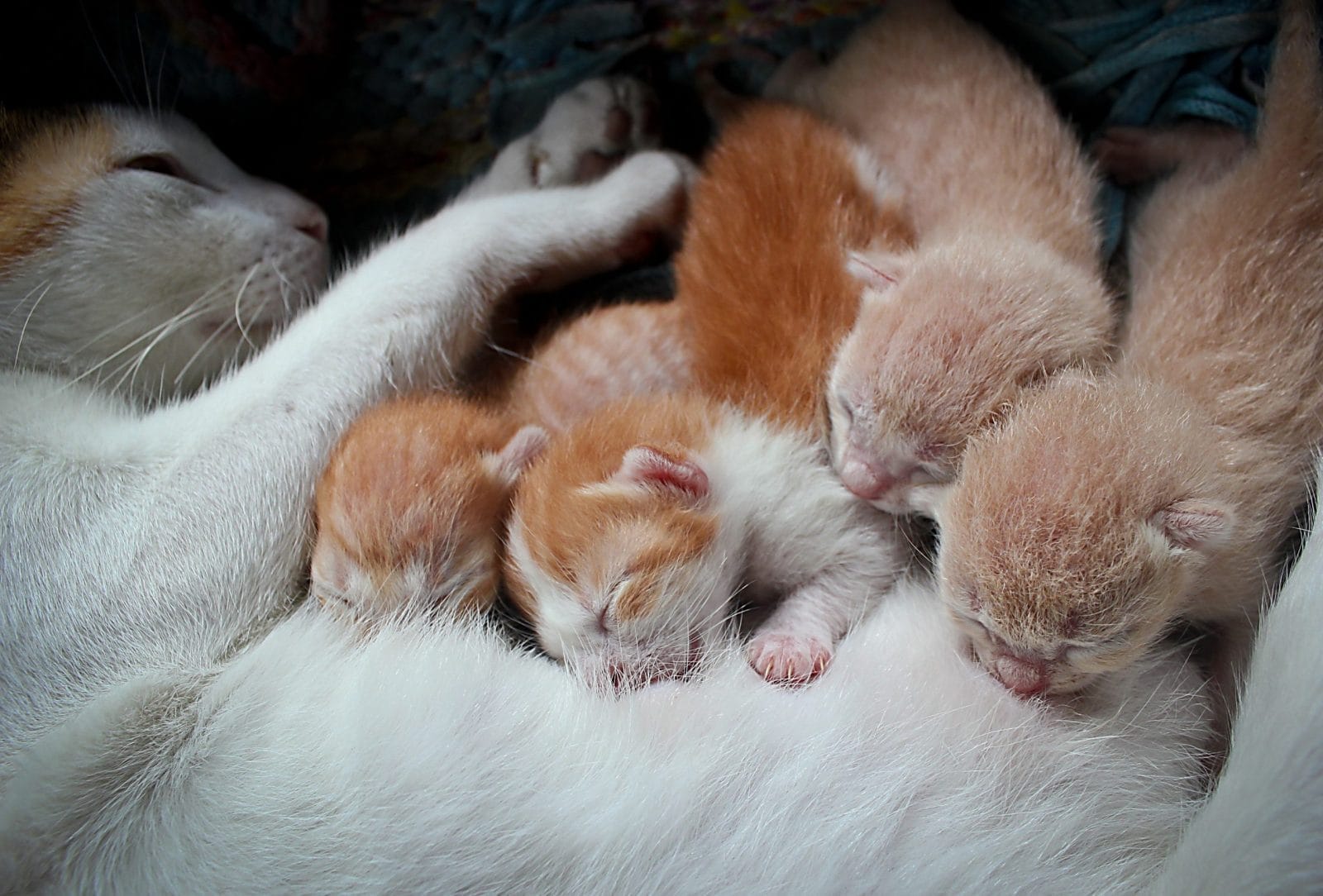 Kitten litter together with mother