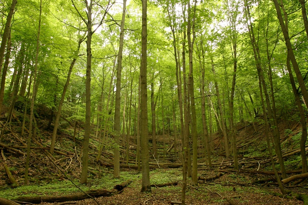 Green shaded forest